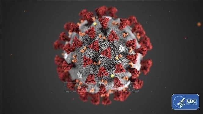 Hình ảnh do Trung tâm phòng ngừa và kiểm soát dịch bệnh Mỹ (CDC) cho thấy hình thái cấu tạo của virus corona chủng mới Covid-19 gây dịch viêm đường hô hấp cấp. (Ảnh minh họa)