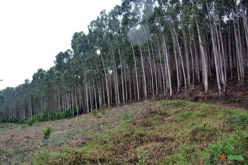 Một khu rừng sản xuất tại huyện Yên Thế, Bắc Giang.