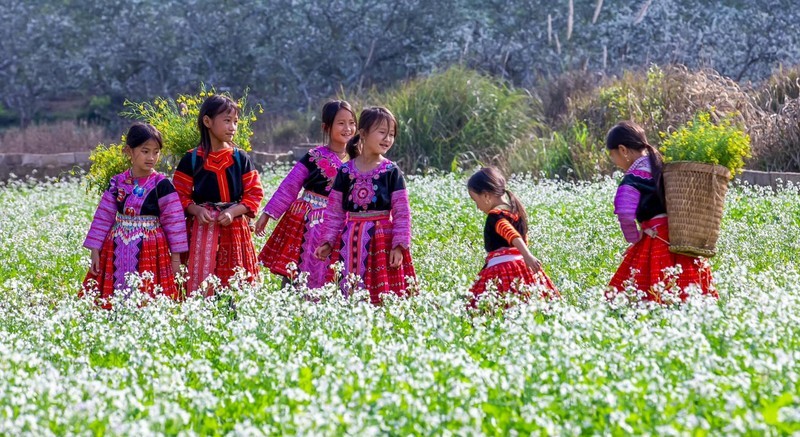 Mùa hoa cải ở cao nguyên Mộc Châu. Mùa hoa cải ở cao nguyên Mộc Châu.