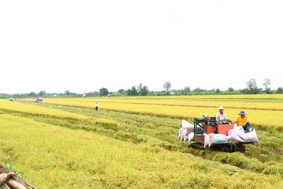 Máy gặt đập liên hợp thu hoạch lúa ở ĐBSCL.