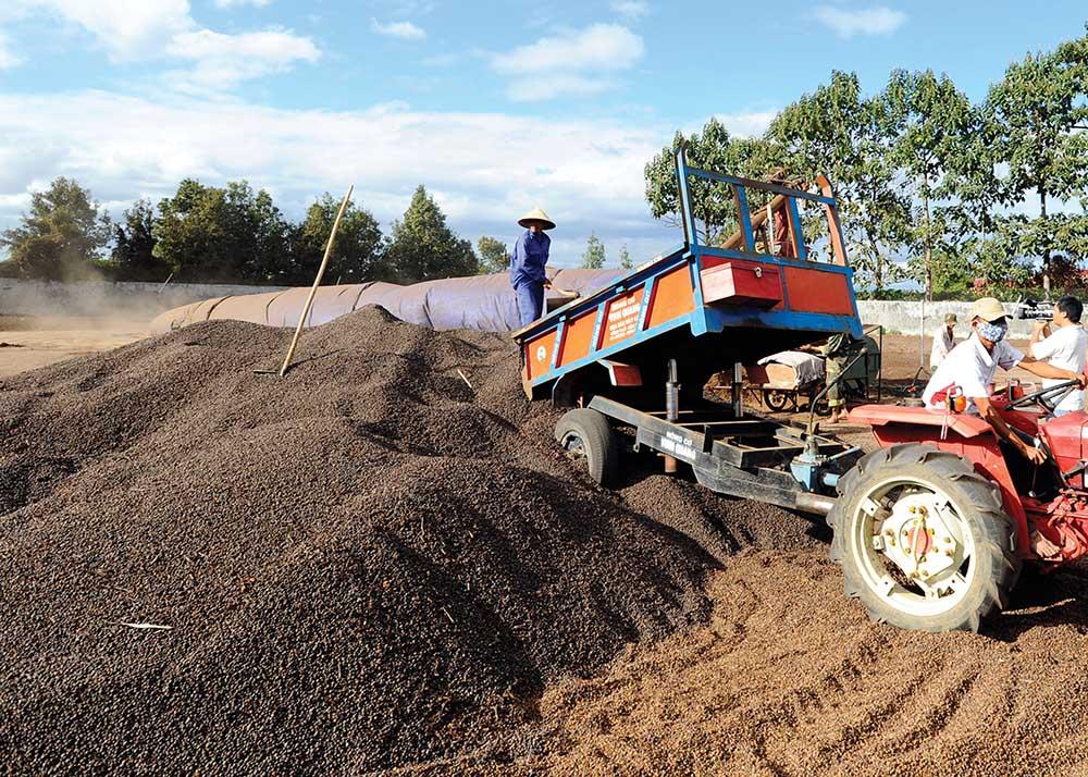 Doanh nghiệp Việt Nam có cơ hội đẩy mạnh xuất cà phê sang EU nếu sớm đầu tư phát triển xanh. a_t10.jpg
