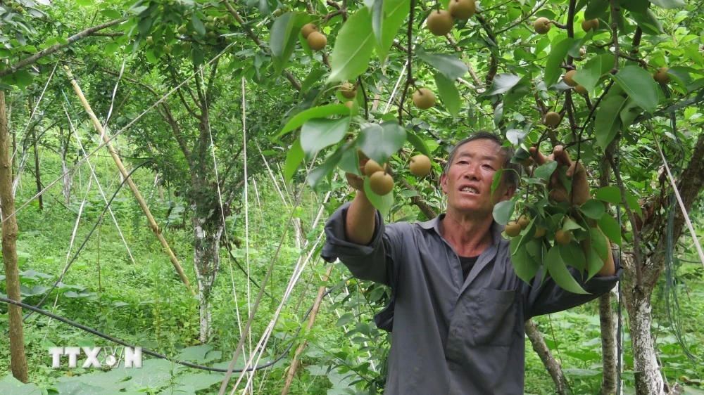 Gia đình ông Hạng Seo Sử, thôn Sung Sui, xã Lùng Thẩn, huyện Si Mai Ca, có 2 vườn mận và lê rộng 3ha, thu khoảng 100 triệu đồng/ha/năm.