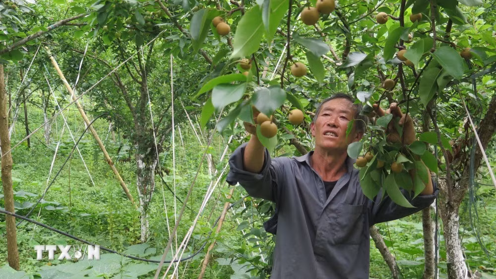 Gia đình ông Hạng Seo Sử, thôn Sung Sui, xã Lùng Thẩn, huyện Si Mai Ca, có 2 vườn mận và lê rộng 3ha, thu khoảng 100 triệu đồng/ha/năm.
