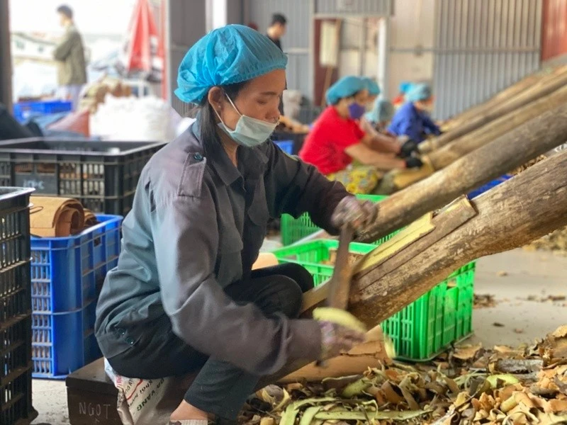 Quỹ tín dụng giúp nhiều đơn vị, hợp tác xã mở rộng sản xuất, tạo việc làm cho người lao động có thu nhập vươn lên thoát nghèo.