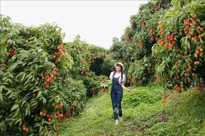 Du khách tham quan, trải nghiệm tại vườn vải.