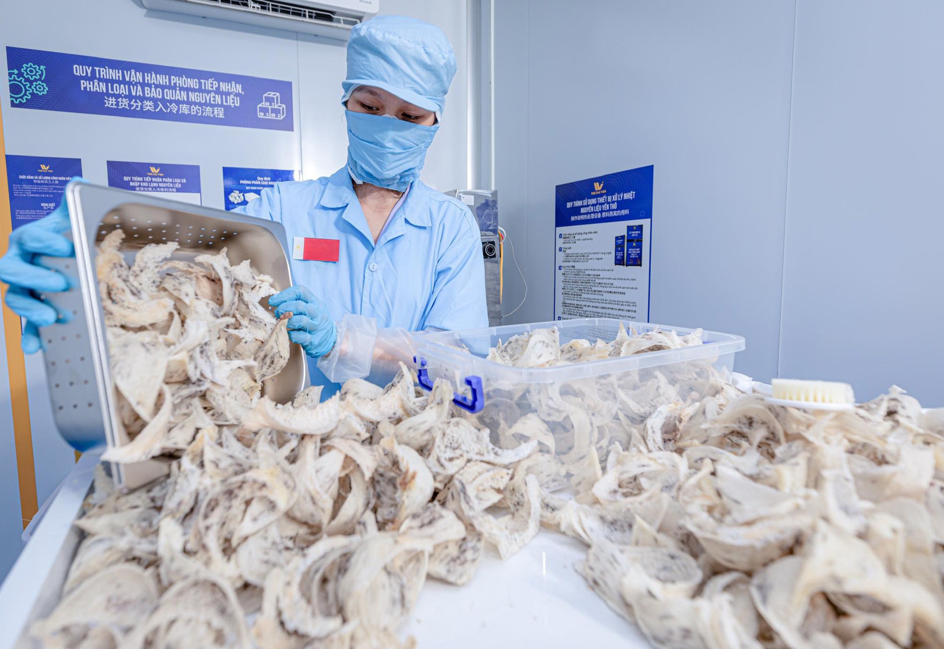 Tổ yến thô của Việt Nam được xuất khẩu chính ngạch sang Trung Quốc. Tổ yến thô của Việt Nam được xuất khẩu chính ngạch sang Trung Quốc.
