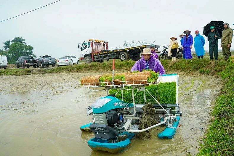 Hợp tác xã nông nghiệp Thống Nhất Xuân Lam (Hà Tĩnh) sử dụng máy cấy.