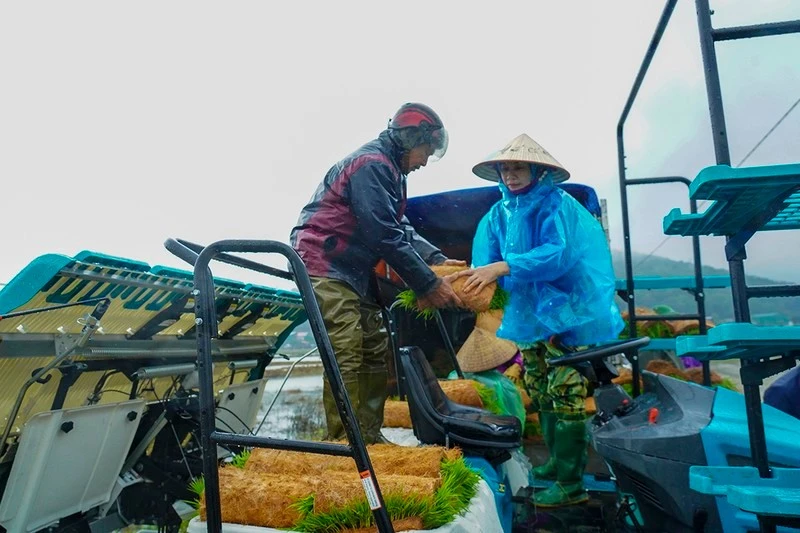 Hợp tác xã nông nghiệp Thống Nhất Xuân Lam (Hà Tĩnh) sử dụng máy cấy sản xuất lúa hữu cơ trên cánh đồng lớn.