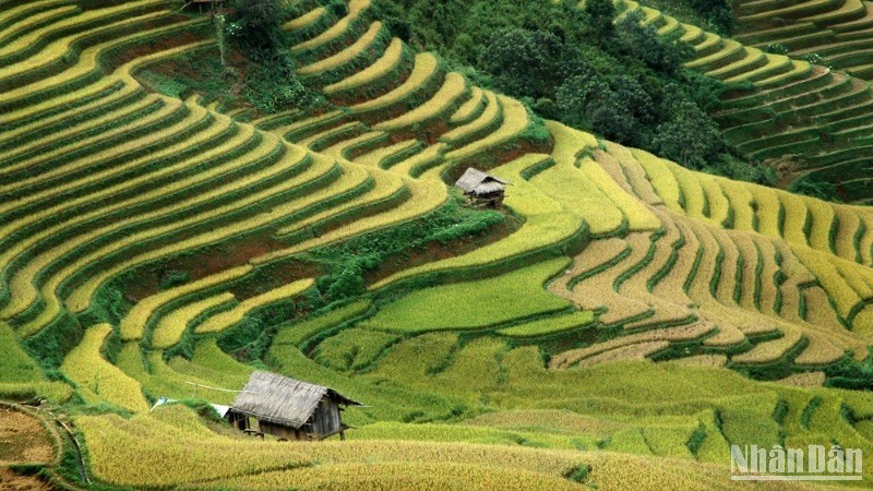 Mùa vàng Mù Cang Chải, Yên Bái. Mùa vàng Mù Cang Chải, Yên Bái.