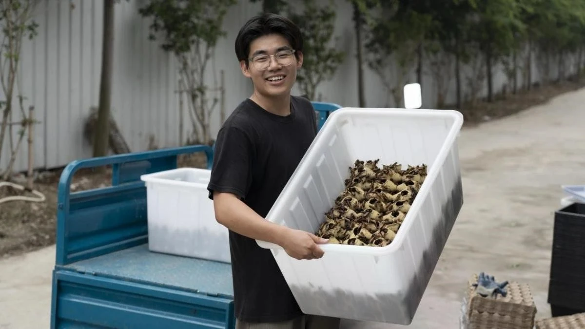 Một bạn trẻ sinh ra sau năm 2000 lập nghiệp nhờ nuôi ve ở Hồ Châu, Chiết Giang.