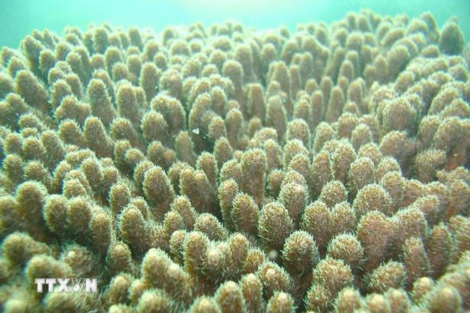 San hô Acropora dưới Vịnh Bái Tử Long.