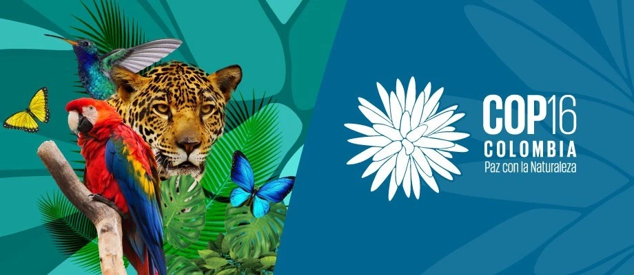 COP16, diễn ra từ ngày 21/10, là sự kiện quan trọng nhằm đánh giá tình hình thực tế và thúc đẩy việc thực hiện các cam kết bảo vệ đa dạng sinh học đã được đưa ra tại Hội nghị Montreal năm 2022. Ảnh: undp.org