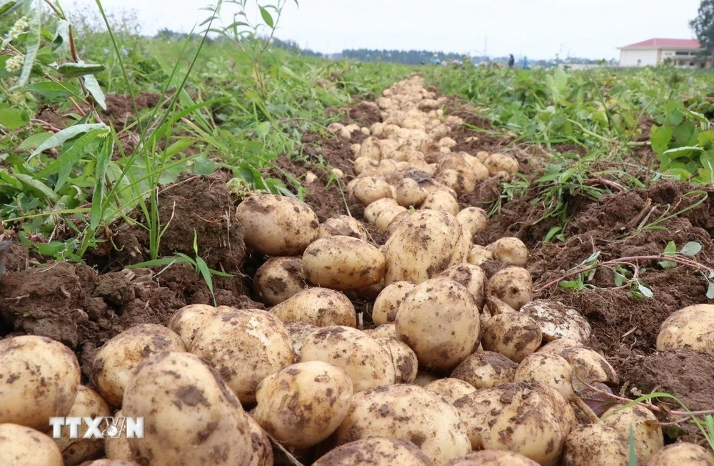 Sản lượng khoai tây hàng năm không đủ phục vụ ăn tươi và chế biến.
