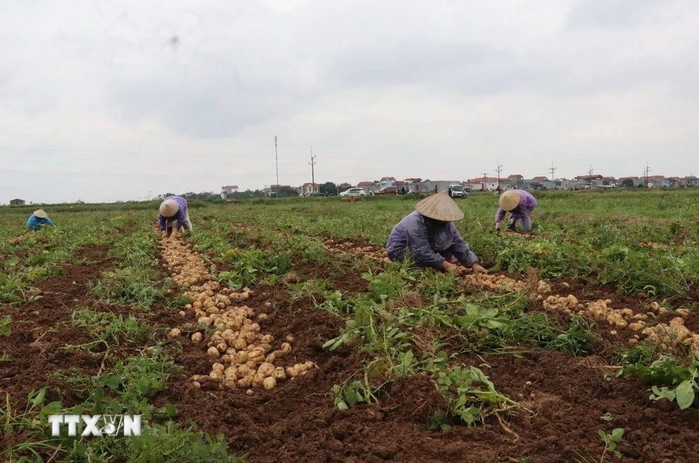 Dư địa để miền Bắc trở thành vùng nguyên liệu khoai tây chủ lực rất lớn.