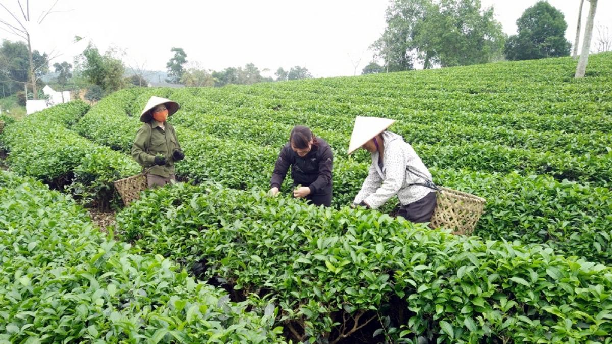 Nhiều sản phẩm chủ lực địa phương đang tăng tiêu thụ nhờ xuất khẩu trực tuyến Nhiều sản phẩm chủ lực địa phương đang tăng tiêu thụ nhờ xuất khẩu trực tuyến