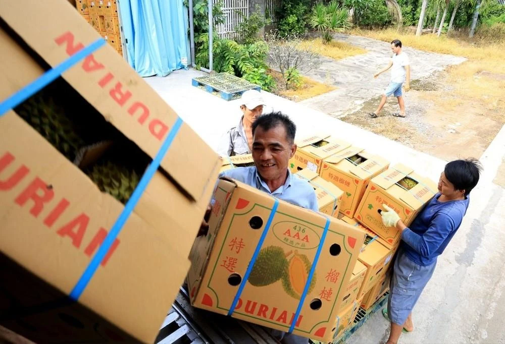 Vận chuyển sầu riêng xuất khẩu đi Trung Quốc tại Vựa trái cây Hùng Loan, 94 QL20, thị trấn Tân Phú, huyện Tân Phú (Đồng Nai).