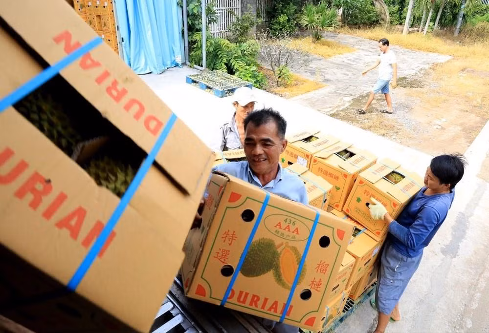 Vận chuyển sầu riêng xuất khẩu đi Trung Quốc tại Vựa trái cây Hùng Loan, 94 QL20, thị trấn Tân Phú, huyện Tân Phú (Đồng Nai).