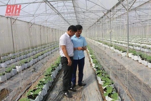 HTX nông nghiệp Mai An Tiêm, xã Nga Thạch (Nga Sơn) ứng dụng chuyển đổi số trong sản xuất. (Ảnh: Báo Thanh hóa)