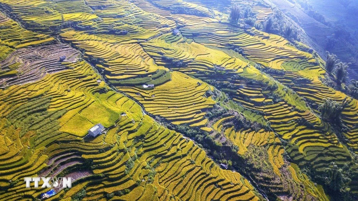 Sắc vàng trên các sóng lúa trập trùng, xen kẽ là những nếp nhà lợp gỗ.