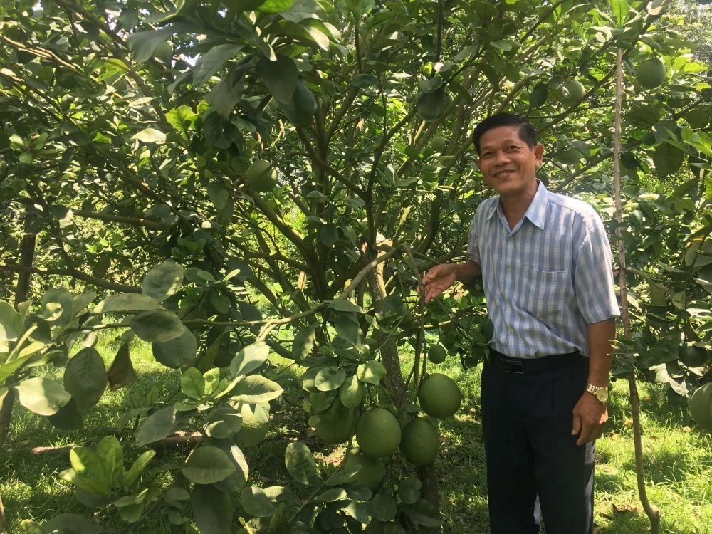 Mô hình trồng bưởi của hộ nông dân Châu Văn Lợi (huyện Phú Giáo) mang lại giá trị kinh tế cao.