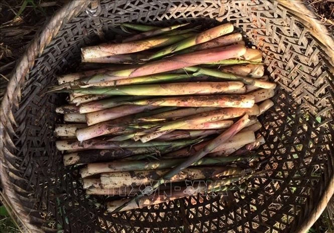 Măng sặt Văn Bàn.