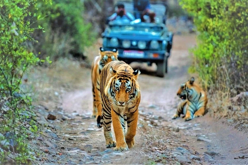 Điểm đến viên ngọc ẩn bang Madhya Pradesh, Ấn Độ đem lại cho du khách trải nghiệm đặc biệt là cơ hội quan sát hổ tại 1 trong 3 khu bảo tồn quốc gia Bandhavgarh, Kanha và Panna.