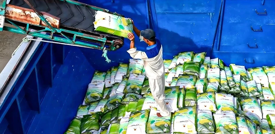 Sản xuất và phân phối lúa gạo tại tỉnh An Giang. Ảnh minh hoạ