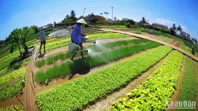 Làng rau Trà Quế - điểm du lịch xanh trong lòng Hội An. Làng rau Trà Quế - điểm du lịch xanh trong lòng Hội An.