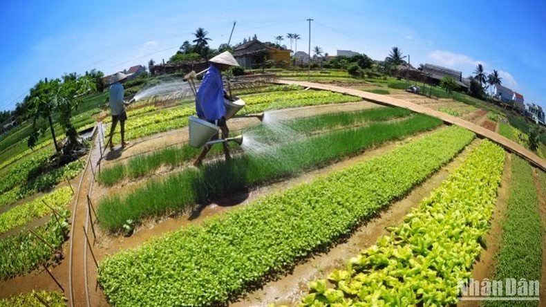Làng rau Trà Quế - điểm du lịch xanh trong lòng Hội An.