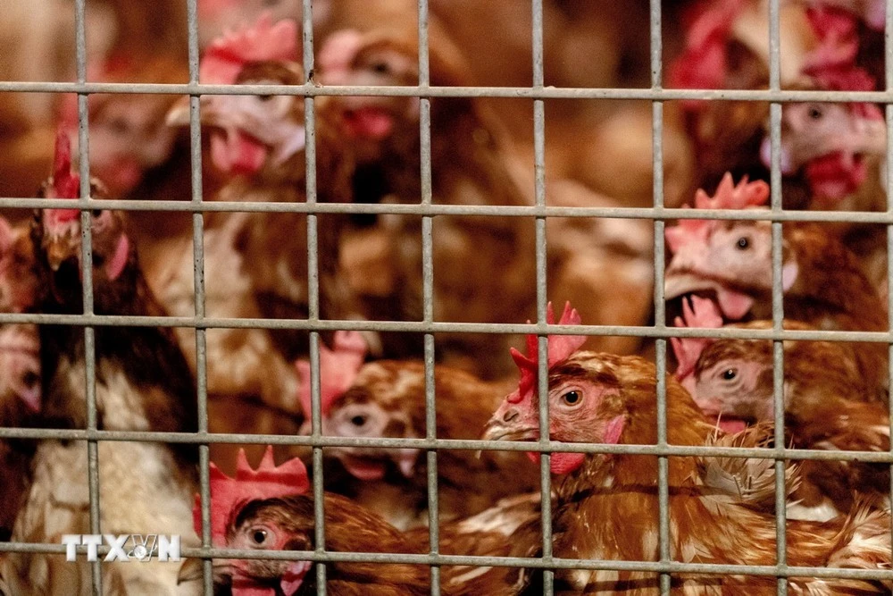 Gà nuôi tại một trang trại ở Barneveld, Hà Lan. (Ảnh: AFP/TTXVN)