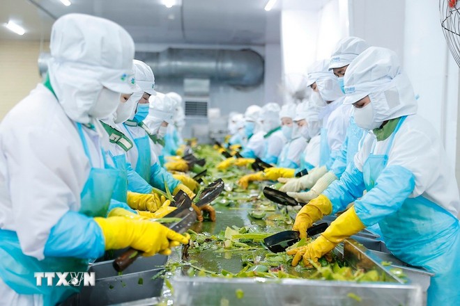 Sản xuất sản phẩm từ cây nha đam tại Công ty Cổ phần Thực phẩm Cánh Đồng Việt - VietFarm (thành viên của Công ty Cổ phần Thực phẩm G.C - GC Food) ở Khu công nghiệp Thành Hải, thành phố Phan Rang - Tháp Chàm, tỉnh Ninh Thuận. Sản xuất sản phẩm từ cây nha đam tại Công ty Cổ phần Thực phẩm Cánh Đồng Việt - VietFarm (thành viên của Công ty Cổ phần Thực phẩm G.C - GC Food) ở Khu công nghiệp Thành Hải, thành phố Phan Rang - Tháp Chàm, tỉnh Ninh Thuận.