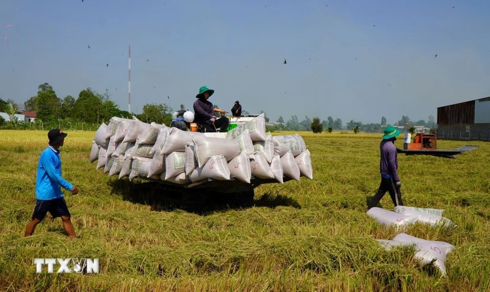 Nông dân Đồng Tháp thu hoạch vụ lúa.