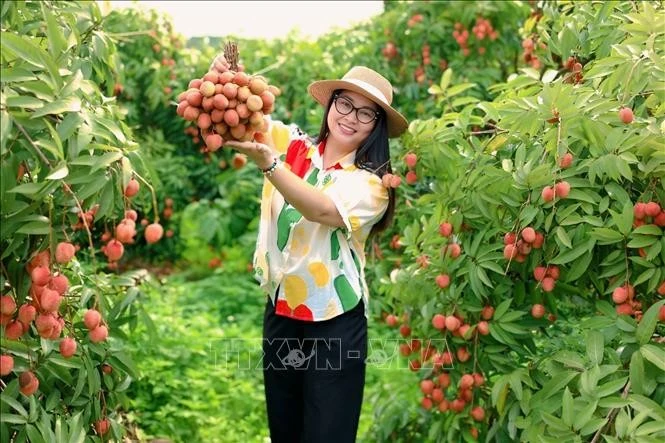 Du khách tham quan, trải nghiệm tại vườn vải.