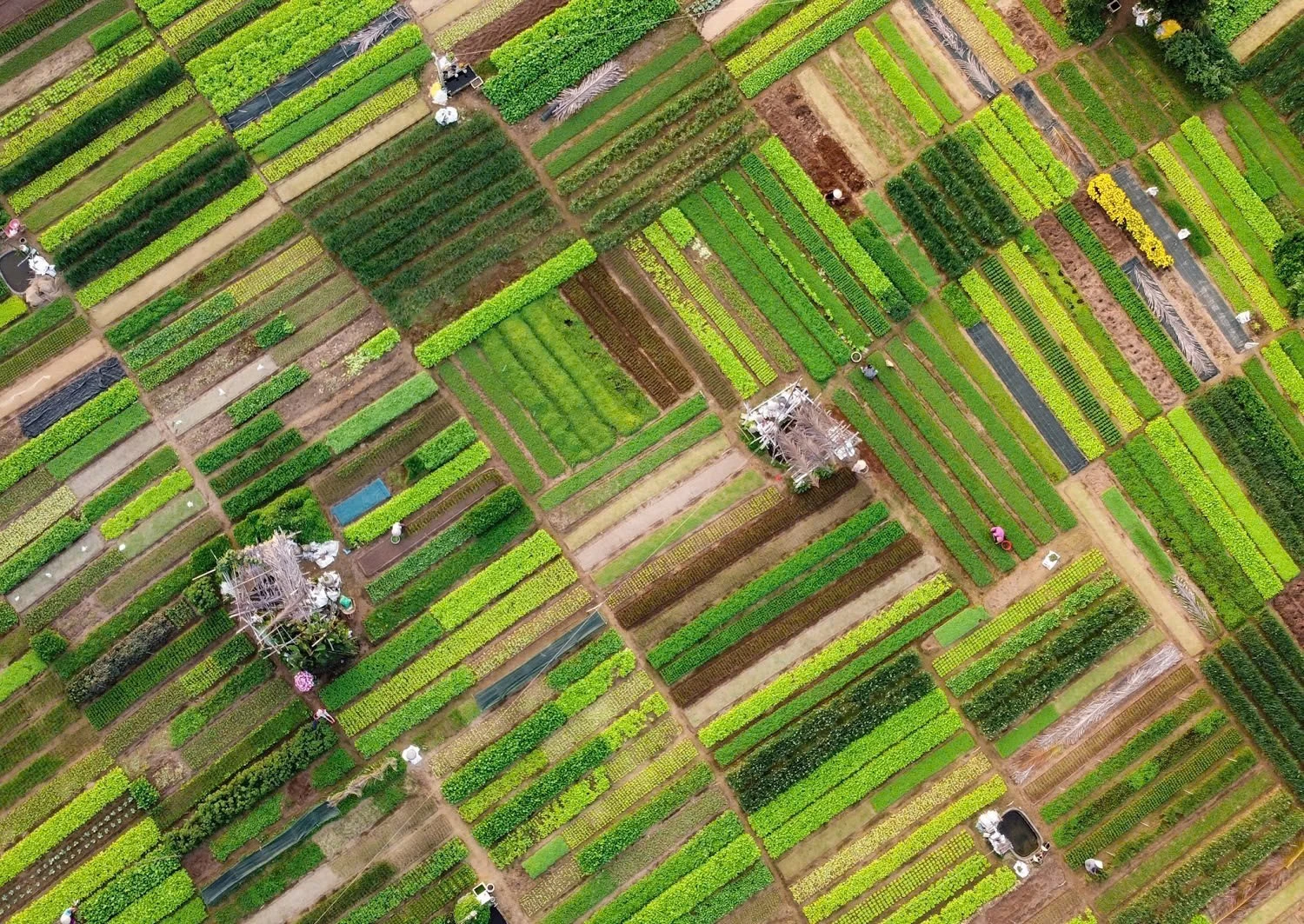 Hình ảnh làng rau Trà Quế nhìn từ trên cao.