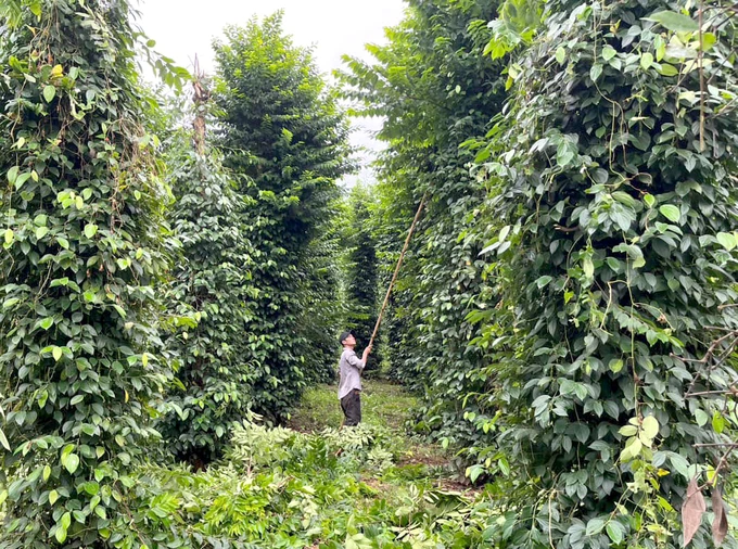 Vườn tiêu hữu cơ của trang trại Thiên Nông ở xã Phú Văn (huyện Bù Đăng, Bình Phước).