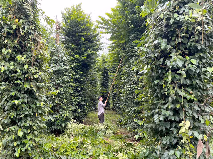 Vườn tiêu hữu cơ của trang trại Thiên Nông ở xã Phú Văn (huyện Bù Đăng, Bình Phước).