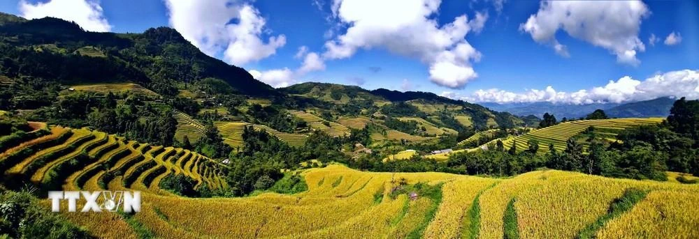 Ruộng bậc thang mùa lúa chín ở Tả Sử Choóng, huyện Hoàng Su Phì (Hà Giang).