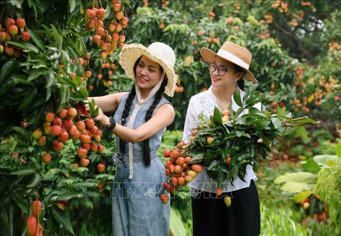 Du khách tham quan, trải nghiệm tại vườn vải. Du khách tham quan, trải nghiệm tại vườn vải.