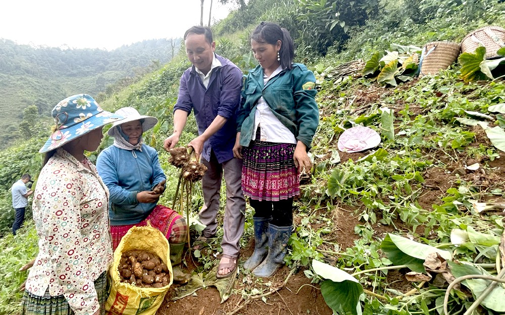 Người dân xã Bản Mù, huyện Trạm Tấu thu hoạch khoai sọ. Người dân xã Bản Mù, huyện Trạm Tấu thu hoạch khoai sọ.