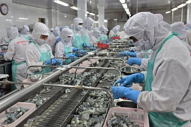 Chế biến mặt hàng tôm đông lạnh phục vụ xuất khẩu tại Công ty Minh Phú, phường 8, thành phố Cà Mau (tỉnh Cà Mau).