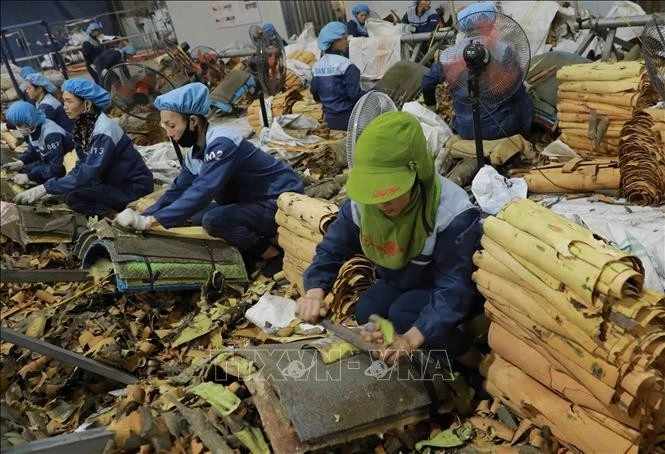 Trên địa bàn tỉnh Yên Bái hiện có 17 nhà máy chiết xuất tinh dầu quế phục vụ thị trường trong nước và xuất khẩu quy mô lớn, với tổng công suất 1.000 tấn sản phẩm/năm. Ngoài ra, còn có trên 400 cơ sở chế biến tinh dầu quế quy mô hộ gia đình, tổng công suất 200 tấn/năm và nhiều cơ sở sản xuất hàng thủ công mỹ nghệ được làm từ quế.