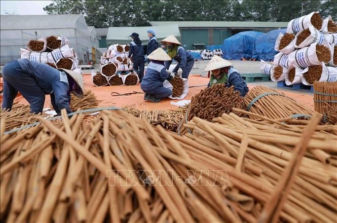 Sản phẩm vỏ quế phơi khô của Công ty TNHH Hương gia vị Sơn Hà, xã Yên Hợp, huyện Văn Yên.