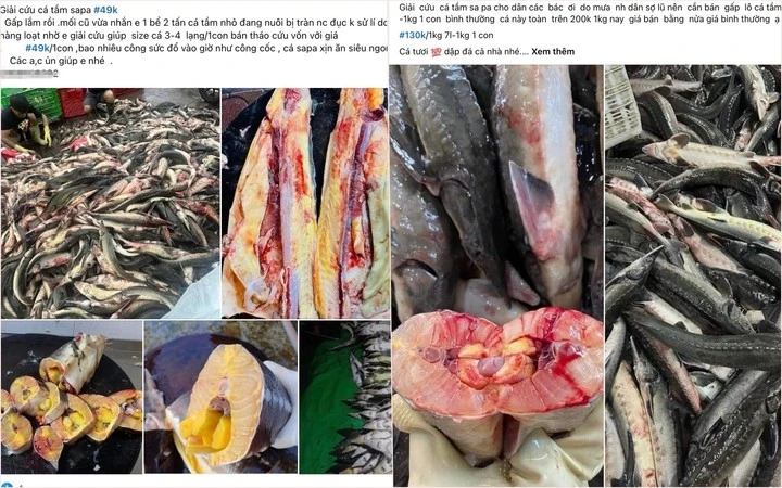 Cá tầm Sa Pa được rao bán "giải cứu" trên chợ mạng. (Ảnh chụp màn hình).