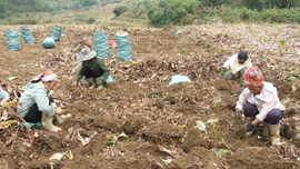 Mùa vui không trọn vẹn