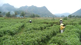 Sôi động khí thế lao động ngay từ những ngày đầu xuân