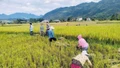 Phường Cầu Thia chủ động phòng chống bão số 9, đảm bảo an toàn sản xuất và đời sống Nhân dân
