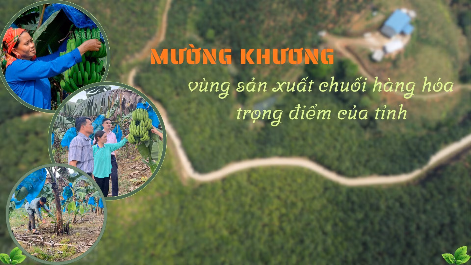 Mường Khương: Vùng sản xuất chuối hàng hóa trọng điểm của tỉnh