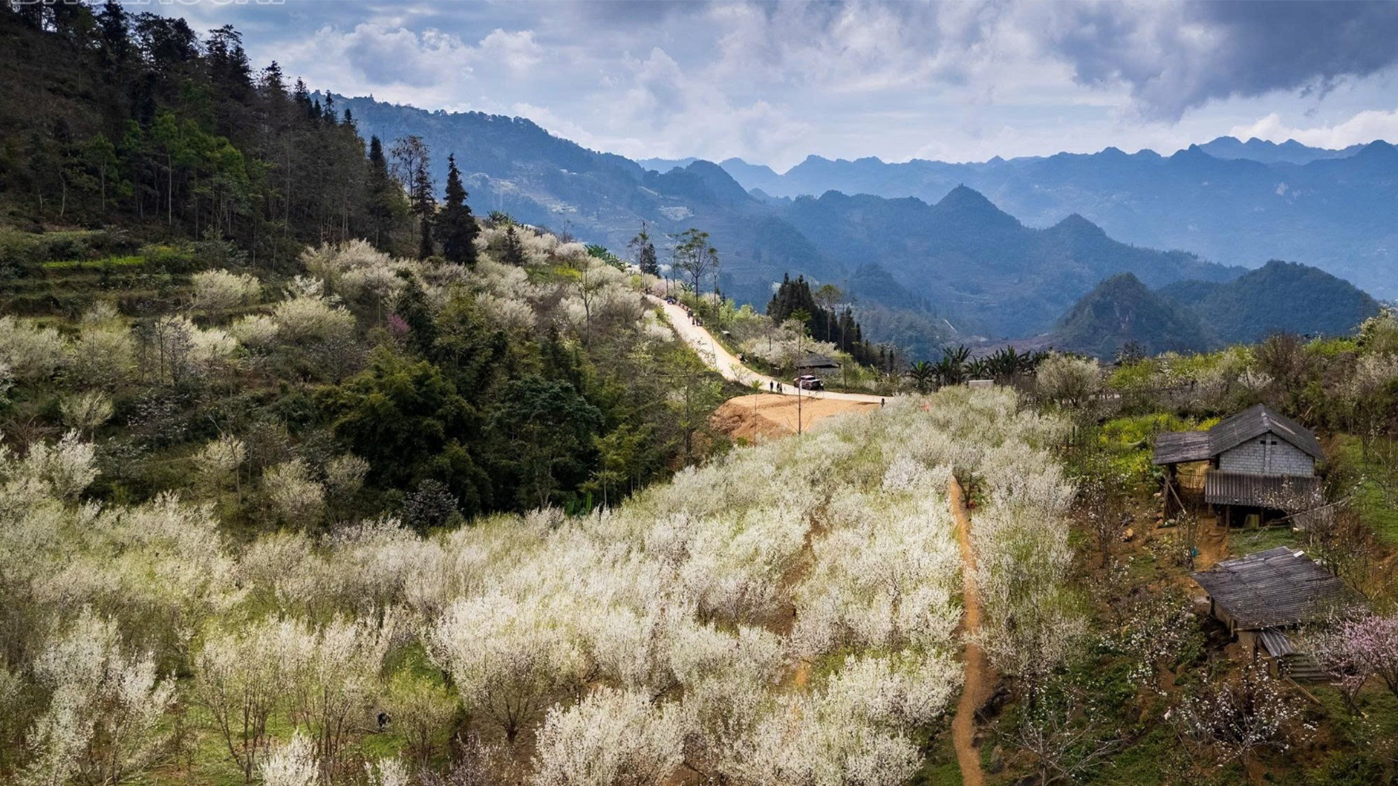 [Ảnh] Lùng Phình trắng trời hoa mận