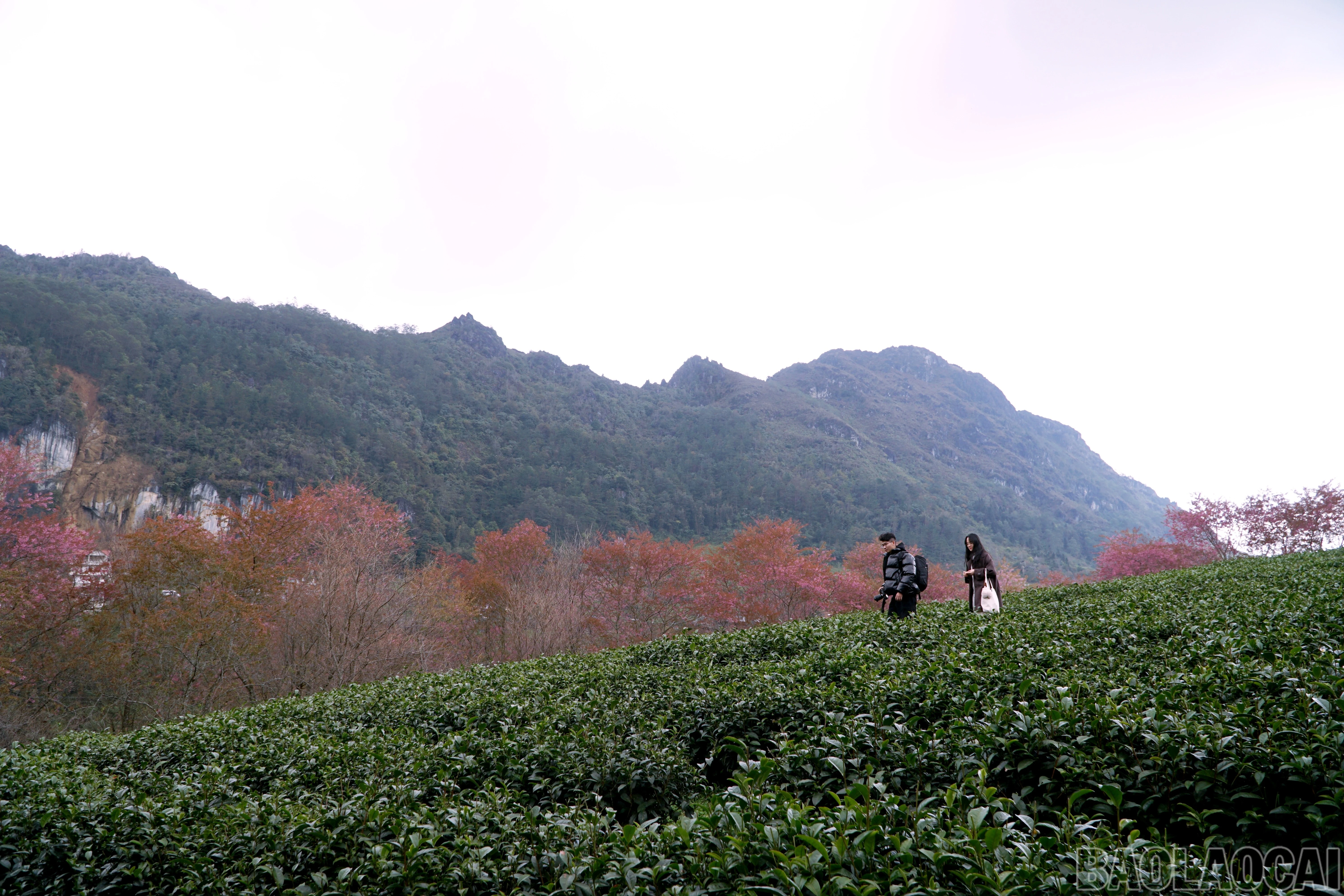 baolaocai-br_img-20251216-102703.jpg