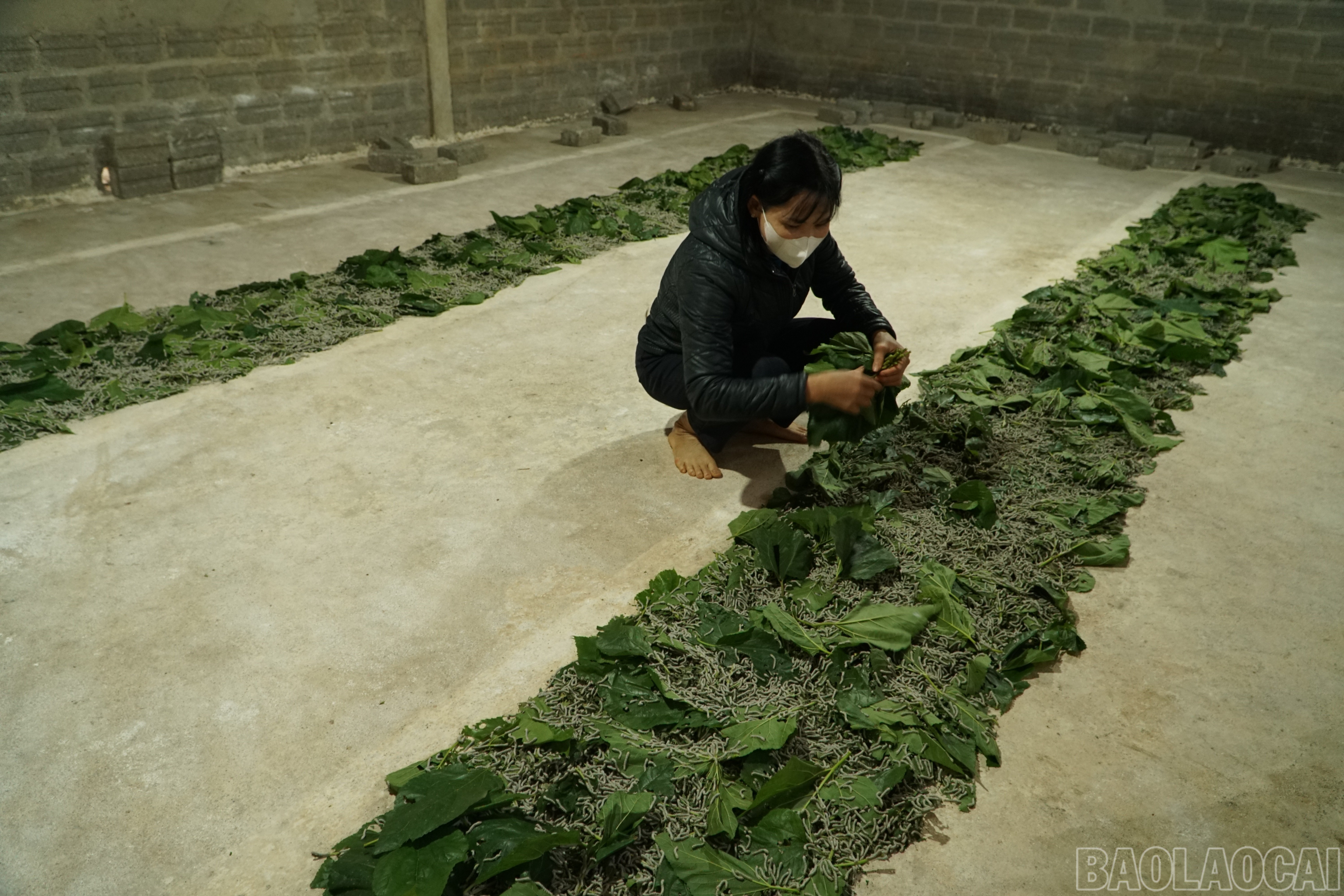 یہ محترمہ Vi Thi Tuyen کے خاندان کے کوکون کی پیداوار کے لیے ریشم کے کیڑے کا فارمنگ ماڈل ہے۔ baolaocai-br_save-20251205-091059.jpg